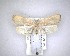  (Phaeosaces coarctatella - NZAC04231503)  @11 [ ] No Rights Reserved (2020) Unspecified Landcare Research, New Zealand Arthropod Collection
