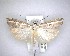  ( - NZAC04231508)  @11 [ ] No Rights Reserved (2020) Unspecified Landcare Research, New Zealand Arthropod Collection