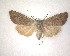  ( - NZAC04231513)  @11 [ ] No Rights Reserved (2020) Unspecified Landcare Research, New Zealand Arthropod Collection
