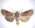  (Ichneutica omoplaca - NZAC04231518)  @11 [ ] No Rights Reserved (2020) Unspecified Landcare Research, New Zealand Arthropod Collection