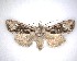  (Ichneutica insignis - NZAC04231519B)  @11 [ ] No Rights Reserved (2020) Unspecified Landcare Research, New Zealand Arthropod Collection