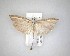  ( - NZAC04231521)  @11 [ ] No Rights Reserved (2020) Unspecified Landcare Research, New Zealand Arthropod Collection