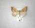  ( - NZAC04231523)  @11 [ ] No Rights Reserved (2020) Unspecified Landcare Research, New Zealand Arthropod Collection