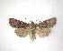  ( - NZAC04231527)  @11 [ ] No Rights Reserved (2020) Unspecified Landcare Research, New Zealand Arthropod Collection