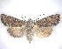  ( - NZAC04231527B)  @11 [ ] No Rights Reserved (2020) Unspecified Landcare Research, New Zealand Arthropod Collection