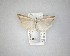  ( - NZAC04231538)  @11 [ ] No Rights Reserved (2020) Unspecified Landcare Research, New Zealand Arthropod Collection