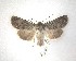  (Ichneutica moderata - NZAC04231544)  @11 [ ] No Rights Reserved (2020) Unspecified Landcare Research, New Zealand Arthropod Collection