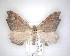  ( - NZAC04231551)  @11 [ ] No Rights Reserved (2020) Unspecified Landcare Research, New Zealand Arthropod Collection