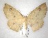  ( - NZAC04231557)  @11 [ ] No Rights Reserved (2020) Unspecified Landcare Research, New Zealand Arthropod Collection