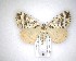  (Pseudocoremia - NZAC04231589)  @14 [ ] No Rights Reserved (2020) Unspecified Landcare Research, New Zealand Arthropod Collection