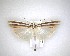  (Orocrambus siriellus - NZAC04231591)  @11 [ ] No Rights Reserved (2020) Unspecified Landcare Research, New Zealand Arthropod Collection