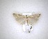  (Orocrambus harpophorus - NZAC04231592)  @11 [ ] No Rights Reserved (2020) Unspecified Landcare Research, New Zealand Arthropod Collection