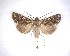  (Ichneutica pelanodes - NZAC04231601)  @11 [ ] No Rights Reserved (2020) Unspecified Landcare Research, New Zealand Arthropod Collection