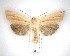  (Ichneutica sulcana - NZAC04231602)  @11 [ ] No Rights Reserved (2020) Unspecified Landcare Research, New Zealand Arthropod Collection