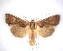  (Meterana diatmeta - NZAC04231603)  @11 [ ] No Rights Reserved (2020) Unspecified Landcare Research, New Zealand Arthropod Collection