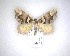  (Asaphodes chlamydota - NZAC04231604)  @11 [ ] No Rights Reserved (2020) Unspecified Landcare Research, New Zealand Arthropod Collection