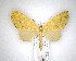  (Tatosoma - NZAC04231605)  @11 [ ] No Rights Reserved (2020) Unspecified Landcare Research, New Zealand Arthropod Collection