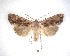  ( - NZAC04231606)  @11 [ ] No Rights Reserved (2020) Unspecified Landcare Research, New Zealand Arthropod Collection