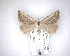  (Adeixis griseata - NZAC04231609)  @11 [ ] No Rights Reserved (2020) Unspecified Landcare Research, New Zealand Arthropod Collection