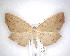  ( - NZAC04231610)  @11 [ ] No Rights Reserved (2020) Unspecified Landcare Research, New Zealand Arthropod Collection