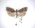  ( - NZAC04231611)  @11 [ ] No Rights Reserved (2020) Unspecified Landcare Research, New Zealand Arthropod Collection