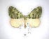  (Austrocidaria callichlora - NZAC04231621)  @11 [ ] No Rights Reserved (2020) Unspecified Landcare Research, New Zealand Arthropod Collection