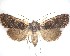  (Meterana alcyone - NZAC04231623)  @11 [ ] No Rights Reserved (2020) Unspecified Landcare Research, New Zealand Arthropod Collection
