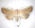  (Ichneutica blenheimensis - NZAC04231632)  @11 [ ] No Rights Reserved (2020) Unspecified Landcare Research, New Zealand Arthropod Collection