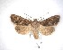  (Ichneutica skelloni - NZAC04231635)  @11 [ ] No Rights Reserved (2020) Unspecified Landcare Research, New Zealand Arthropod Collection