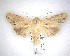  (Ichneutica mollis - NZAC04231636)  @11 [ ] No Rights Reserved (2020) Unspecified Landcare Research, New Zealand Arthropod Collection
