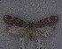  (Barea codrella - NZAC04238656)  @11 [ ] No Rights Reserved (2025) Unspecified Landcare Research, New Zealand Arthropod Collection