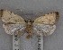  ( - NZAC04239136)  @11 [ ] No Rights Reserved (2025) Unspecified Landcare Research, New Zealand Arthropod Collection