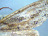  (Declana lupa - NZAC04251668)  @11 [ ] No Rights Reserved (2025) Unspecified Landcare Research, New Zealand Arthropod Collection