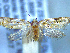  ( - NZAC04258050)  @11 [ ] No Rights Reserved (2025) Unspecified Landcare Research, New Zealand Arthropod Collection