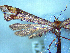  (Platyptilia falcatalis - NZAC04258054)  @11 [ ] No Rights Reserved (2025) Unspecified Landcare Research, New Zealand Arthropod Collection