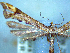  ( - NZAC04258055)  @11 [ ] No Rights Reserved (2025) Unspecified Landcare Research, New Zealand Arthropod Collection