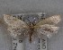  ( - NZAC04258059)  @11 [ ] No Rights Reserved (2025) Unspecified Landcare Research, New Zealand Arthropod Collection