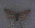  (Chersadaula scholaea - NZAC04258077)  @11 [ ] No Rights Reserved (2025) Unspecified Landcare Research, New Zealand Arthropod Collection