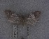  (Chersadaula - NZAC04258078)  @11 [ ] No Rights Reserved (2025) Unspecified Landcare Research, New Zealand Arthropod Collection
