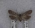  (Euchersadaula rufopunctella - NZAC04258084)  @11 [ ] No Rights Reserved (2025) Unspecified Landcare Research, New Zealand Arthropod Collection