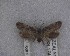  ( - NZAC04258085)  @11 [ ] No Rights Reserved (2025) Unspecified Landcare Research, New Zealand Arthropod Collection