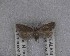  (Mermeristis spodiaea - NZAC04258086)  @11 [ ] No Rights Reserved (2025) Unspecified Landcare Research, New Zealand Arthropod Collection