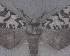  ( - NZAC04258090)  @11 [ ] No Rights Reserved (2025) Unspecified Landcare Research, New Zealand Arthropod Collection