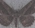  (Gellonia pannularia - NZAC04258091)  @11 [ ] No Rights Reserved (2025) Unspecified Landcare Research, New Zealand Arthropod Collection