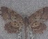  (Ischalis - NZAC04258093)  @11 [ ] No Rights Reserved (2025) Unspecified Landcare Research, New Zealand Arthropod Collection