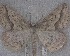  (Ischalis variabilis - NZAC04258405)  @11 [ ] No Rights Reserved (2025) Unspecified Landcare Research, New Zealand Arthropod Collection
