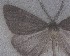  (Pseudocoremia berylia - NZAC04258407)  @11 [ ] No Rights Reserved (2025) Unspecified Landcare Research, New Zealand Arthropod Collection