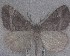  (Pseudocoremia colpogramma - NZAC04258408)  @11 [ ] No Rights Reserved (2025) Unspecified Landcare Research, New Zealand Arthropod Collection