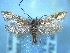  ( - NZAC04283376)  @11 [ ] No Rights Reserved (2025) Unspecified Landcare Research, New Zealand Arthropod Collection