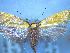  ( - NZAC04283378)  @11 [ ] No Rights Reserved (2025) Unspecified Landcare Research, New Zealand Arthropod Collection